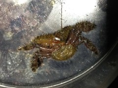 Hapalogaster grebnitzkii