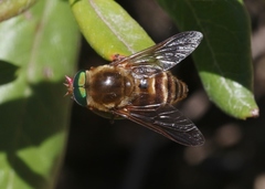 Stonemyia californica