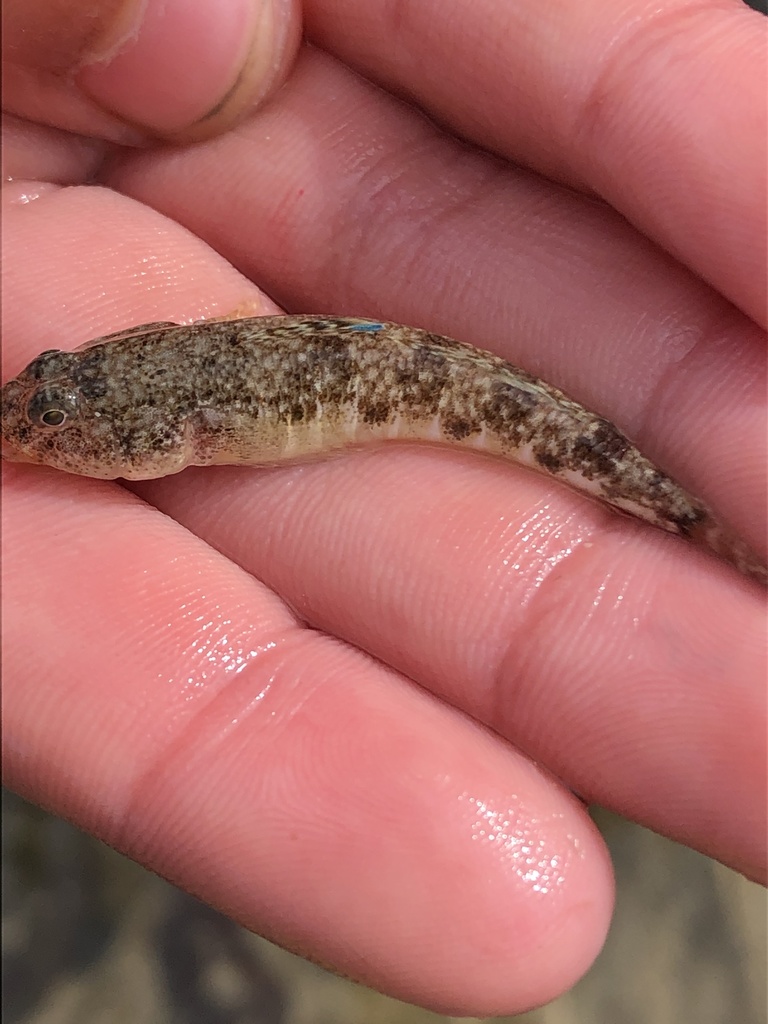Knysna Sandgoby