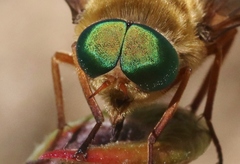 Stonemyia californica