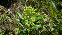 Nidorella ivifolia