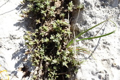 Thymus roegneri