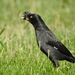 Crested Myna - Photo (c) Manel Ferreira, some rights reserved (CC BY-NC), uploaded by Manel Ferreira