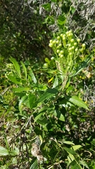 Nidorella ivifolia