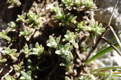 Thymus roegneri