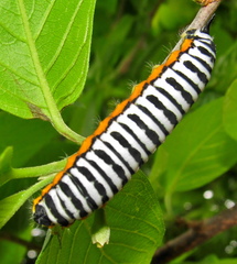 Pseudaphelia apollinaris