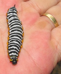 Pseudaphelia apollinaris