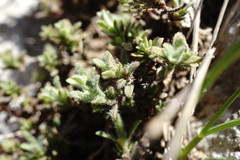 Thymus roegneri