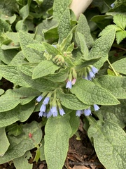 Symphytum caucasicum