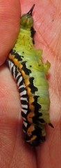 Pseudaphelia apollinaris