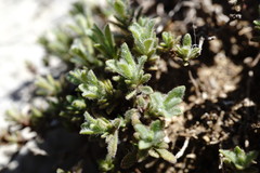 Thymus roegneri