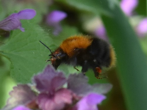 Common Carder Bumble Bee, photo 8 of 9