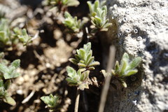 Thymus roegneri