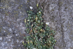 Wimmerella pygmaea