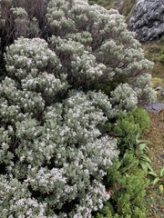 Olearia moschata