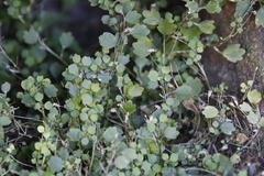 Wimmerella pygmaea