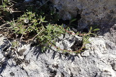 Thymus roegneri