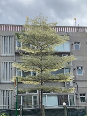 Terminalia mantaly 'triciolor'