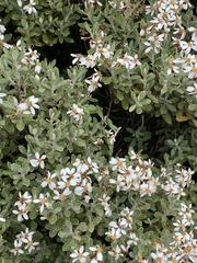 Olearia moschata