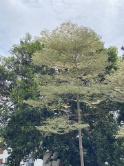 Terminalia mantaly 'triciolor'