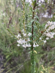 Struthiola argentea