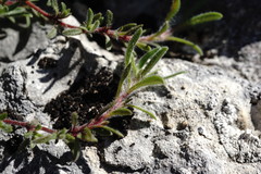 Thymus roegneri