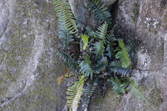 Blechnum punctulatum punctulatum