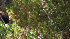 Erica margaritacea