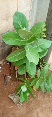 Calotropis procera image