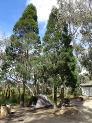 Callitris endlicheri