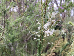 Struthiola argentea