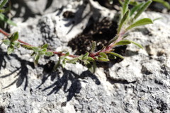 Thymus roegneri