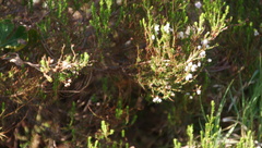 Erica margaritacea