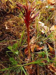 Chamaenerion angustifolium
