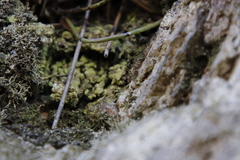 Cladonia subpungens