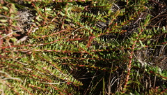 Laurembergia repens