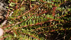 Laurembergia repens