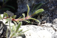 Thymus roegneri