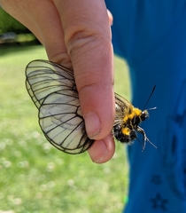 Parnassius glacialis