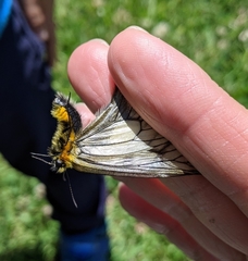 Parnassius glacialis
