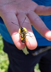 Parnassius glacialis