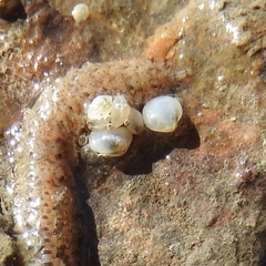 Kellia laperousii