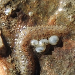 Kellia laperousii