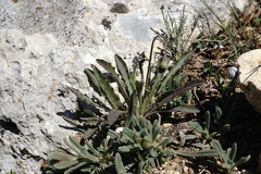 Leontodon biscutellifolius