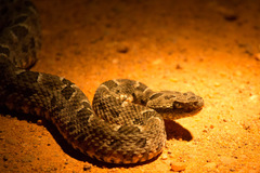 Bothrops mattogrossensis