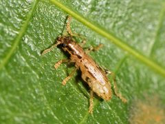 Lemidia aptera