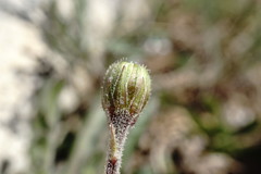 Leontodon biscutellifolius