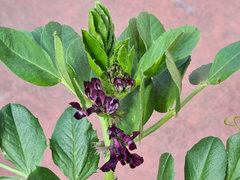 Vicia narbonensis