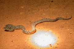 Bothrops mattogrossensis