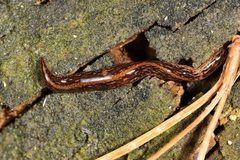 Australopacifica mariae